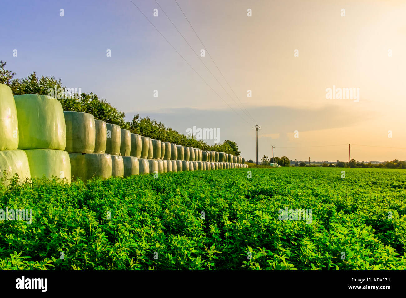 Campo di erba medica e impilate balle di fieno avvolto in plastica in estate al tramonto nella campagna Orne, Normandia Francia Foto Stock