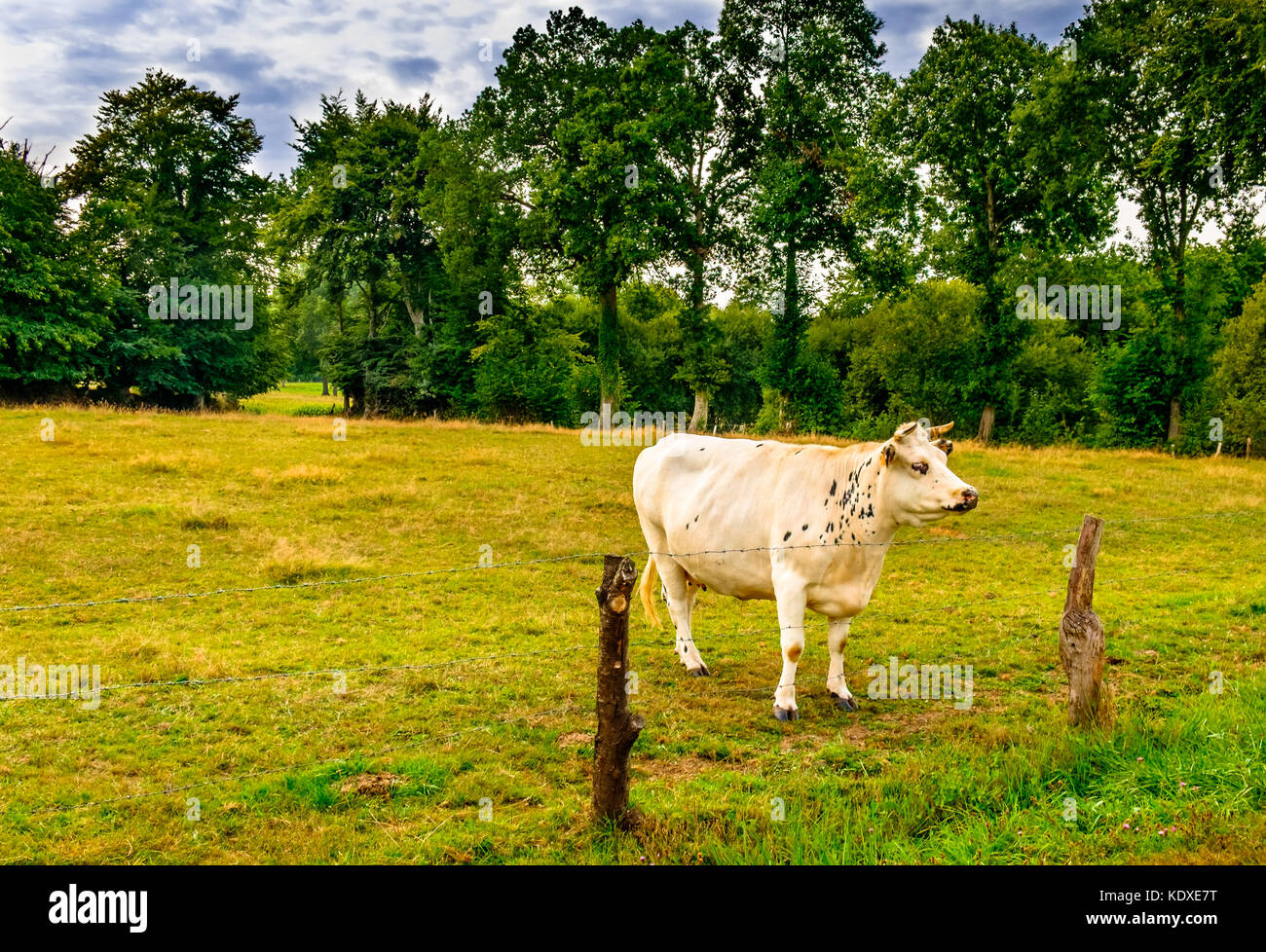 Giovane vacca normanna in un campo della campagna della Mayenne in estate, Francia Foto Stock