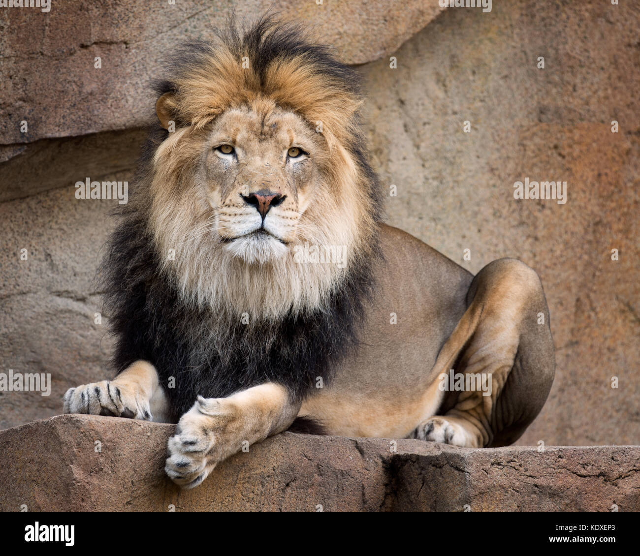 Maschio di leone africano (panthera leo) presso il Brookfield Zoo di Brookfield, Illinois il 19 ottobre 2012 Foto Stock