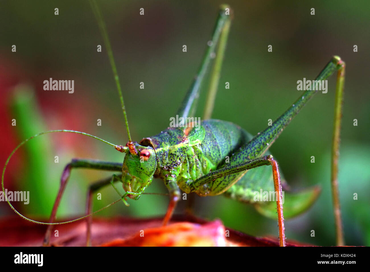 Chiazzato bush-cricket (Leptophyes punctatissima) Foto Stock