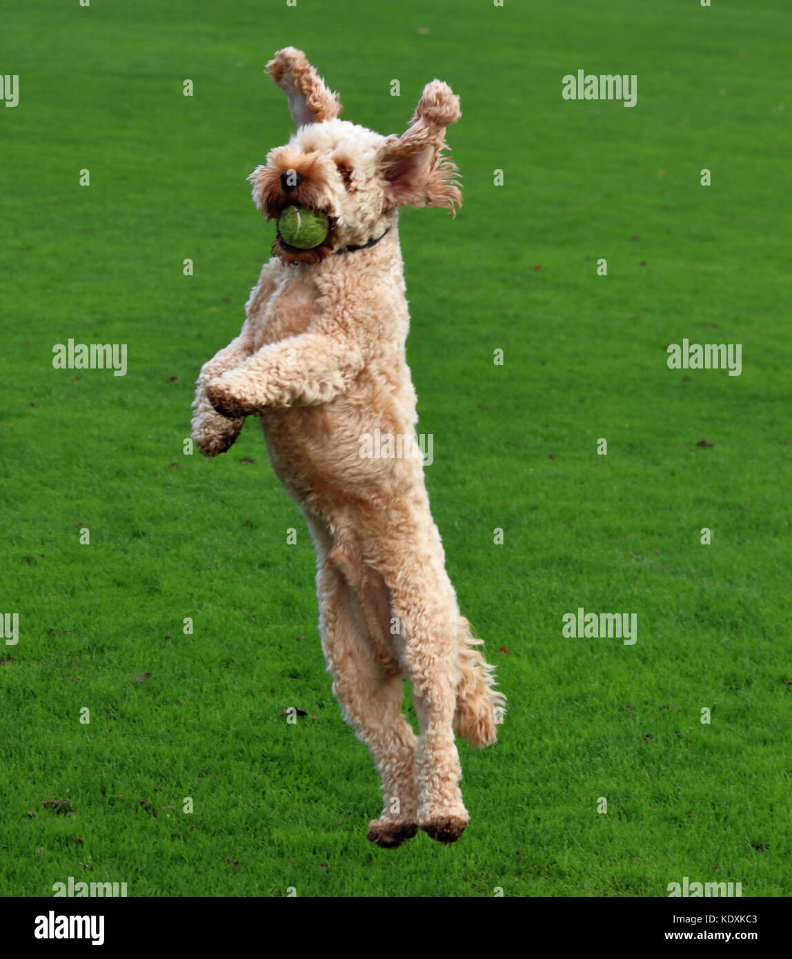 Cockapoo cane in aria Foto Stock