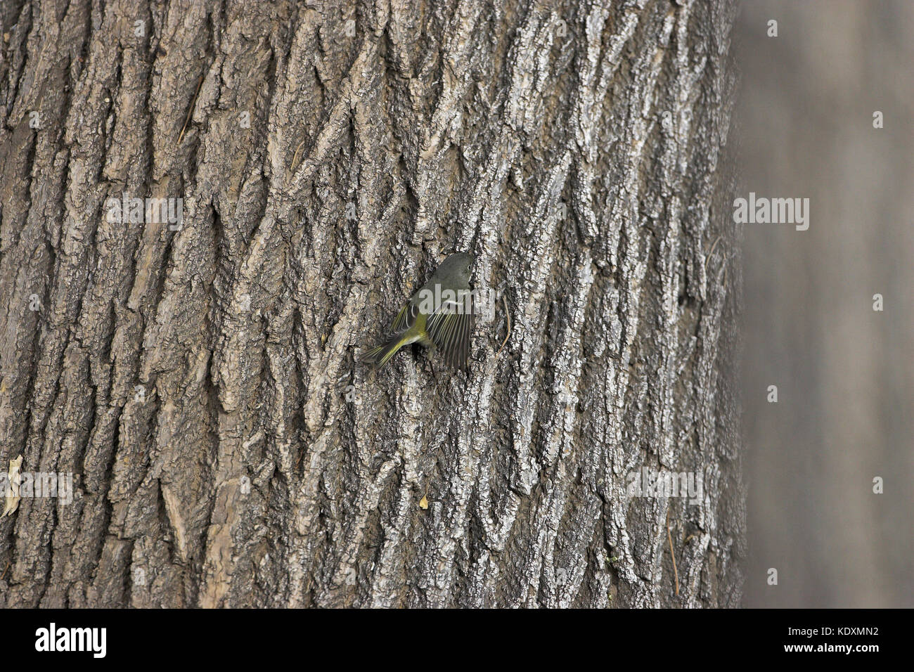 Ruby-incoronato kinglet Regulus calendula sul tronco di albero di pioppi neri americani Perca Dam parco dello stato Nuovo Messico USA Foto Stock