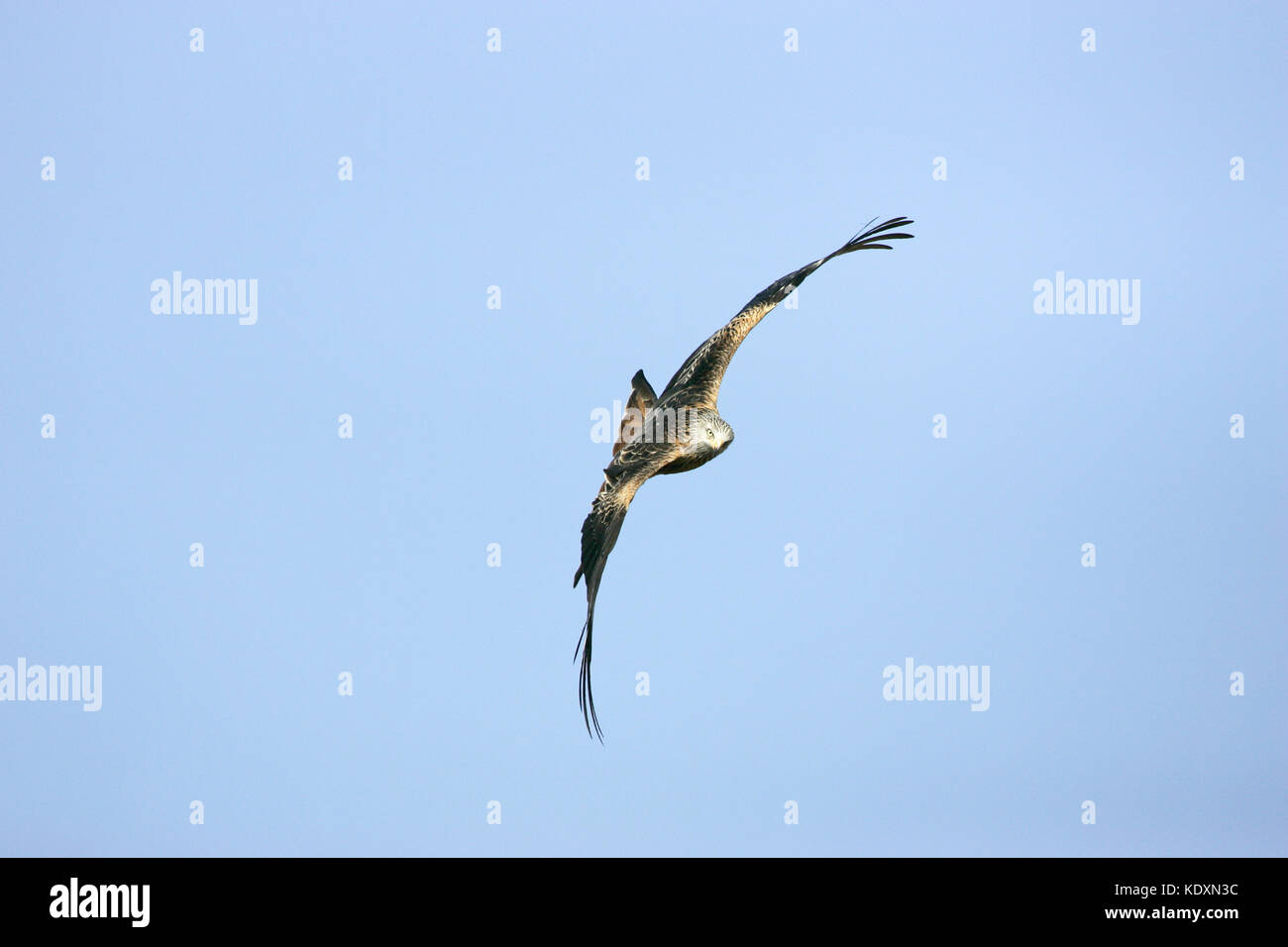 Aquilone rosso Mivus milvus in volo a Gigrin Farm kite stazione di alimentazione Rhayader Powys Galles Foto Stock