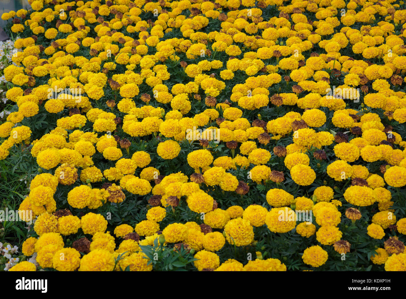 Un gruppo di fiori gialli ad alto angolo di visione Foto Stock