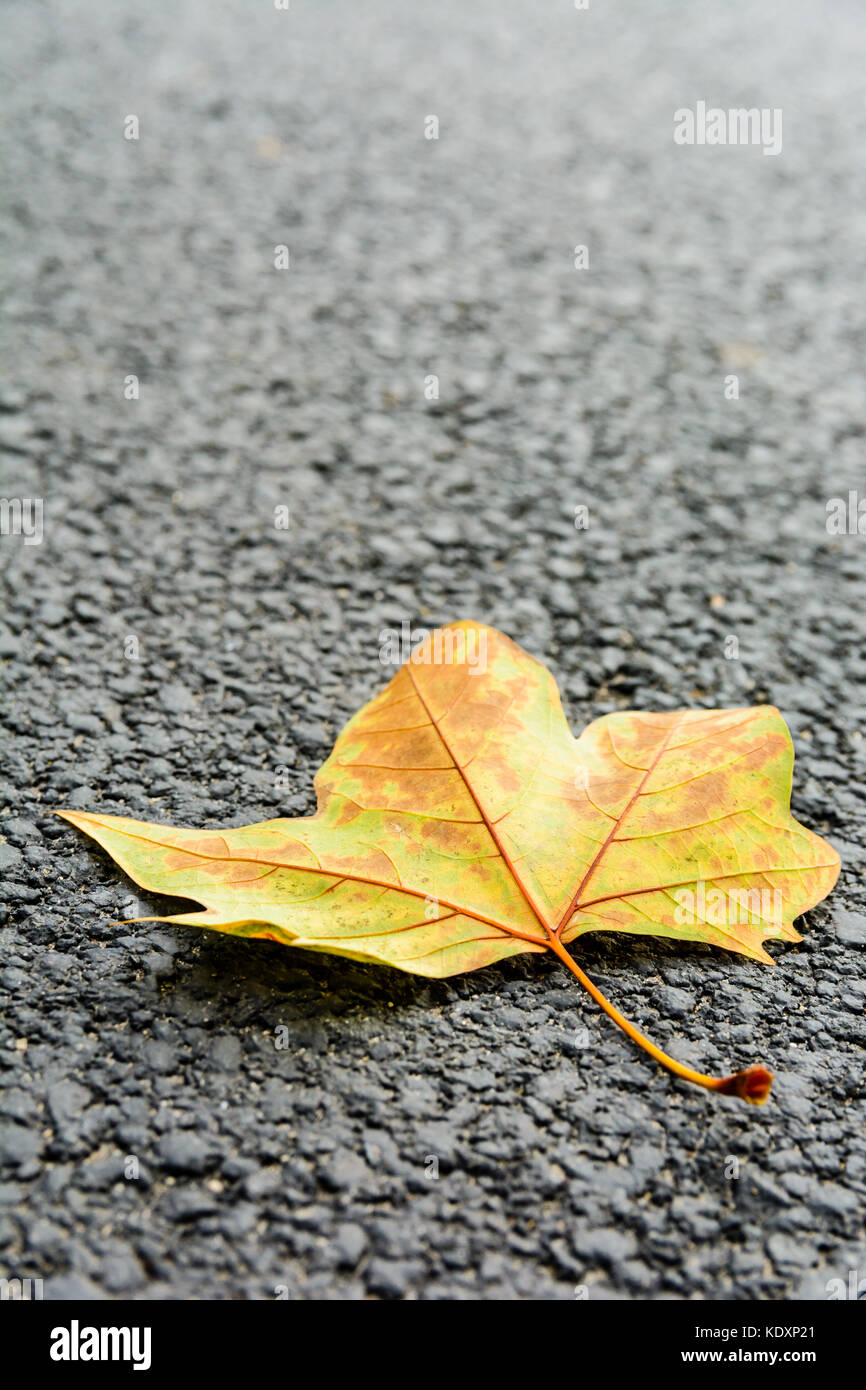 Foglia secca sulla strada. Vista ravvicinata di un morto maple leaf giacente su una strada asfaltata con profondità di campo ridotta. Foto Stock