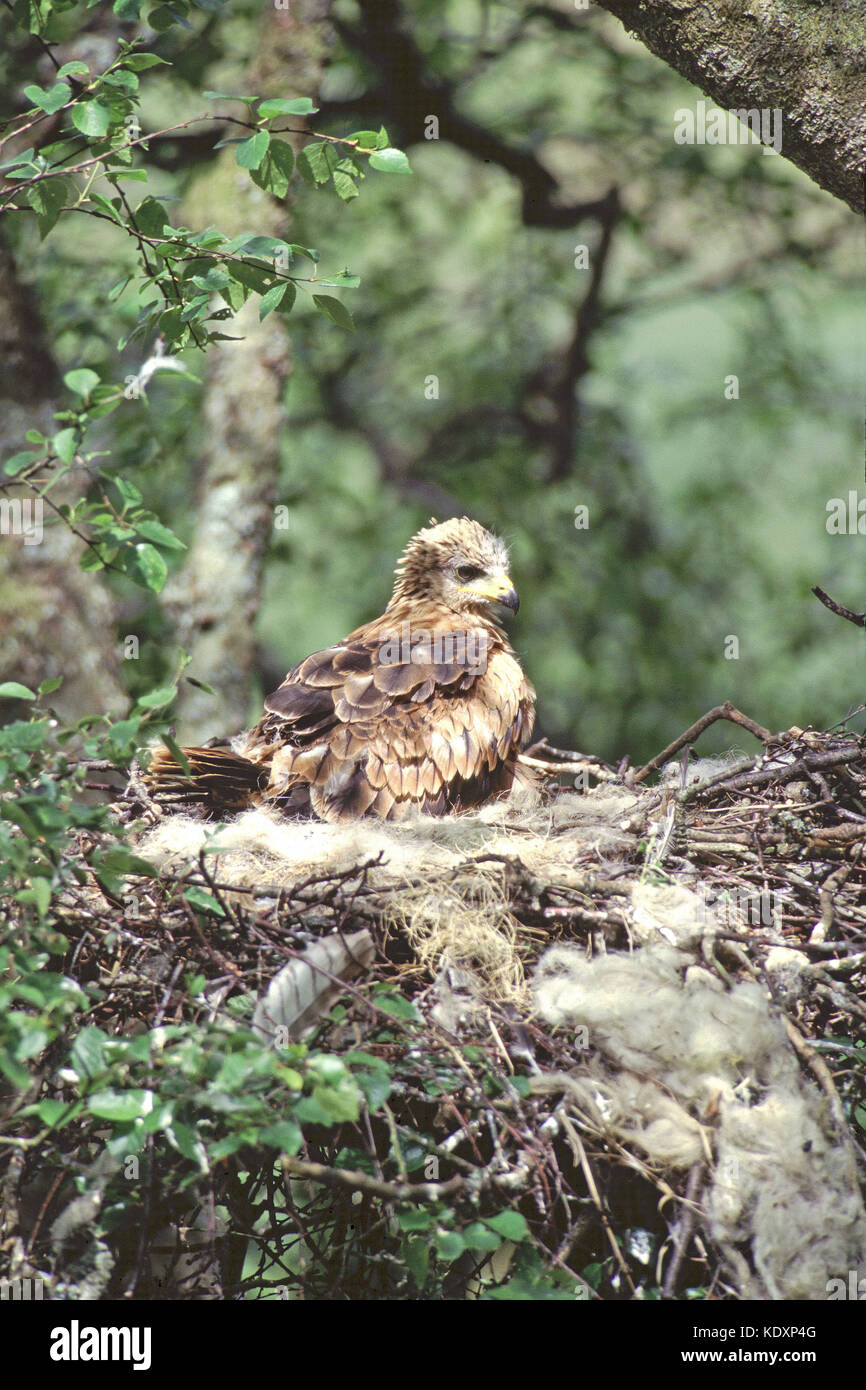 Nibbio reale Milvus milvus ben cresciute pulcino al nido in betulla vicino Tregaron Galles Foto Stock