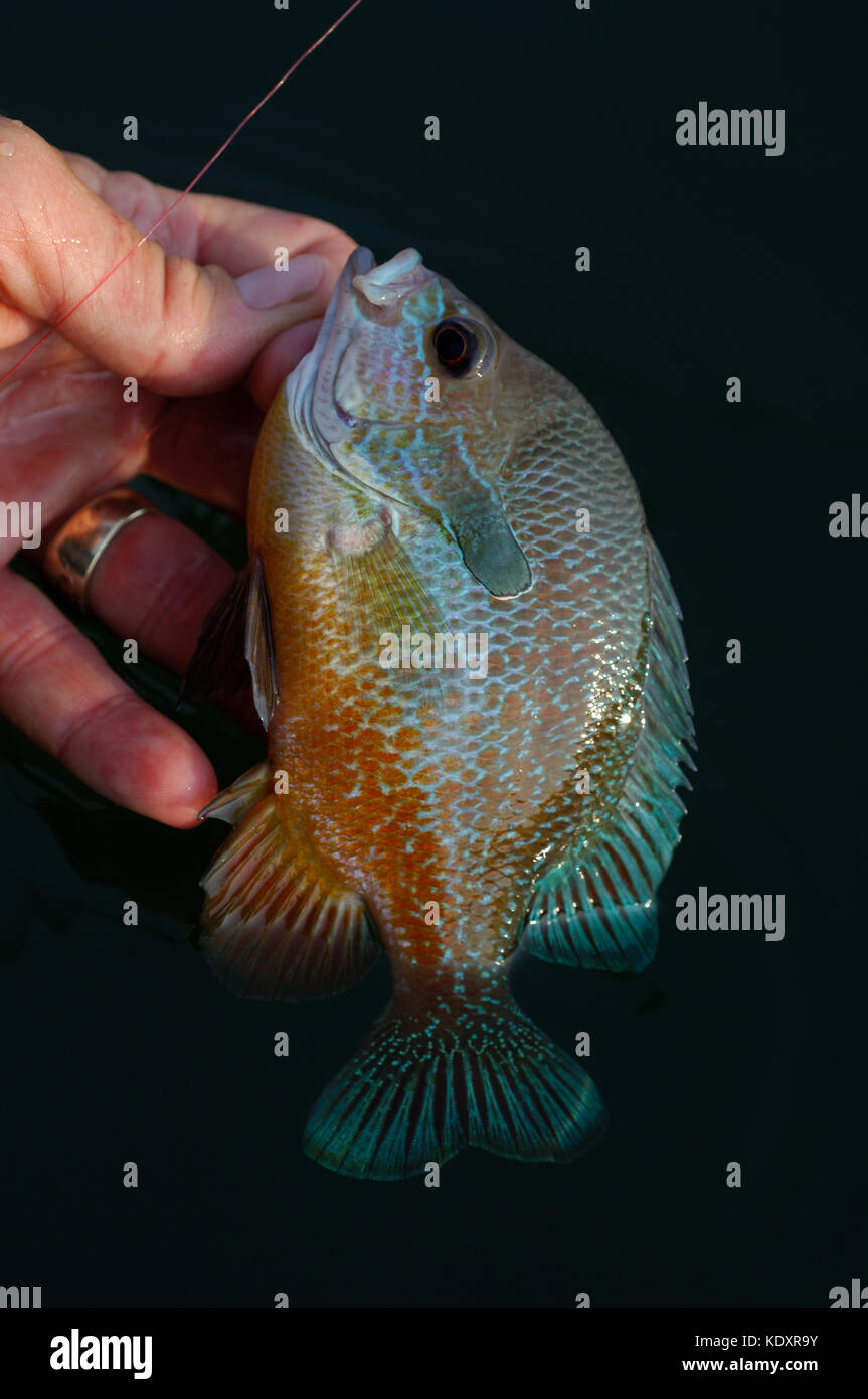 Un longear sunfish o pesce persico catturati da Sam Rayburn serbatoio vicino Jasper Texas Foto Stock