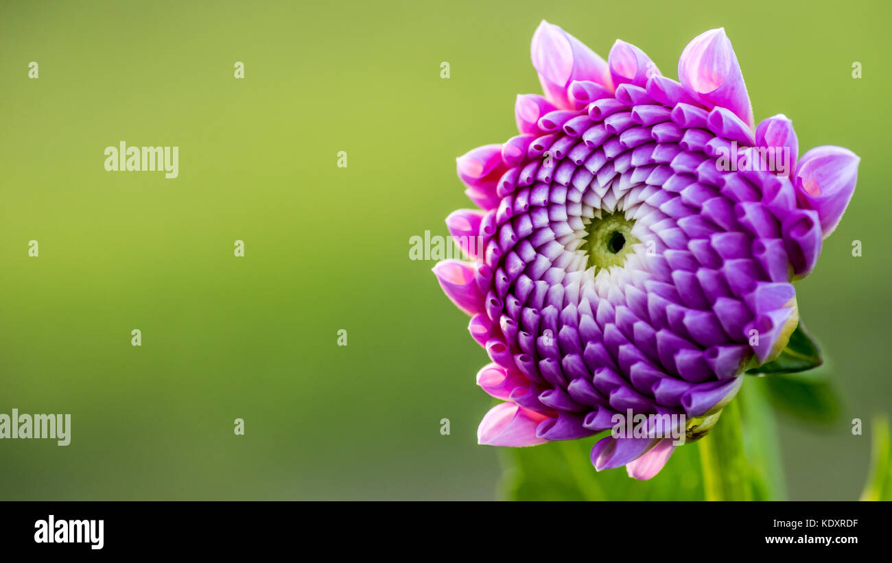 Una bella Dahlia rosa con uno sfondo verde chiaro a Uppland, Svezia. Dahlia sono perenni tuberosi radicati con foglie pinnatamente divise e mostra Foto Stock