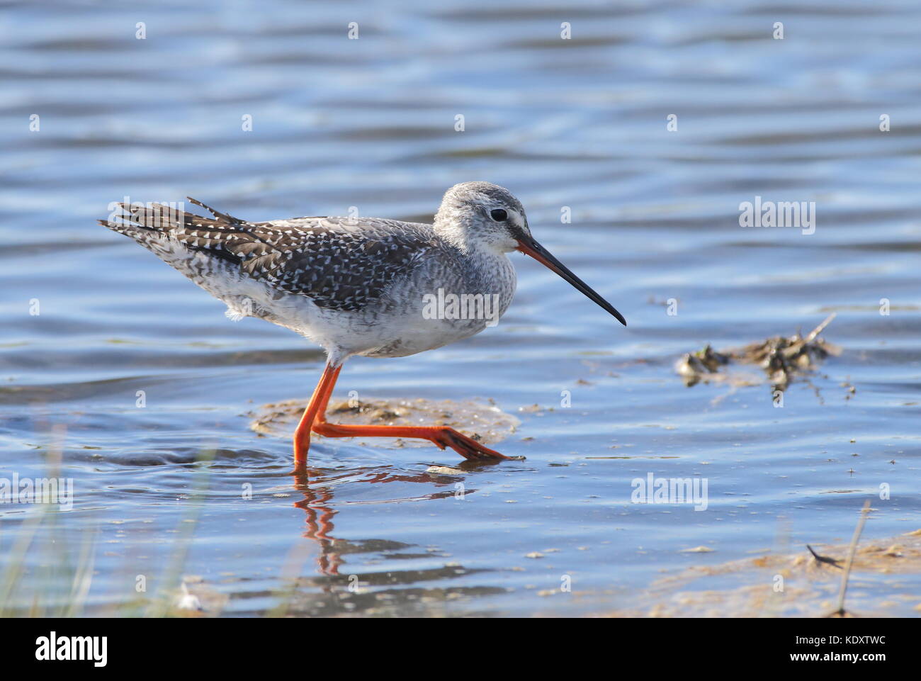 Inverno per adulti Spotted Redshank Foto Stock