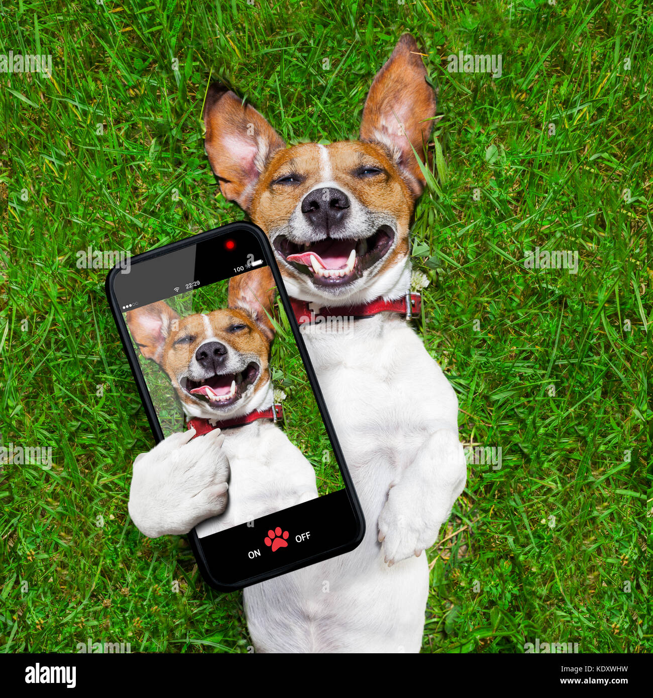Super divertente faccia cane giacente sul retro su erba verde e ride molto prendendo un selfie Foto Stock