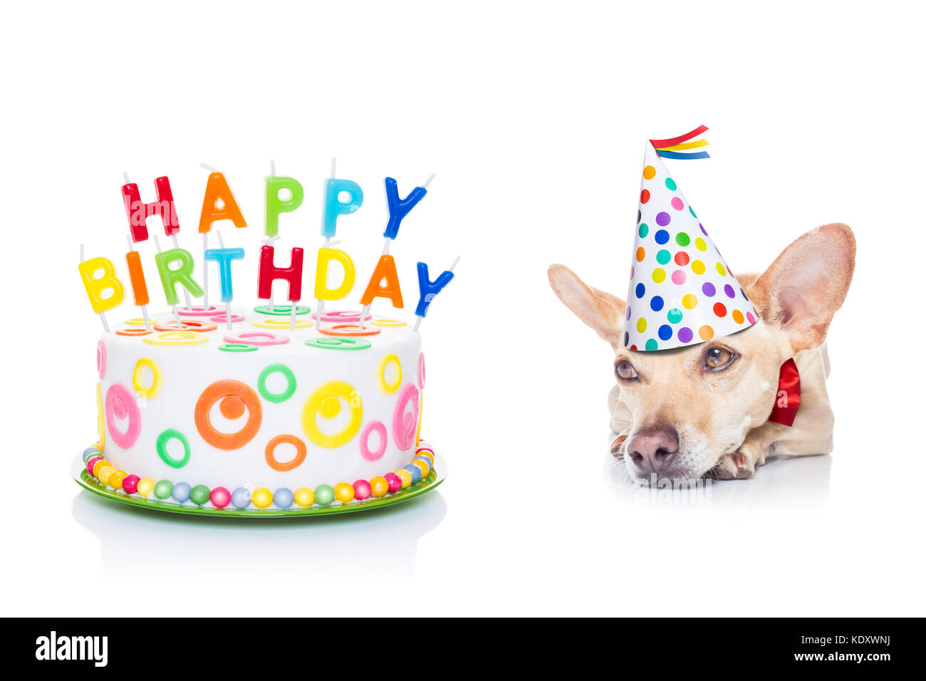 Biglietto Di Auguri Per Il Compleanno Di Un Chihuahua Con Tre Adorabili
