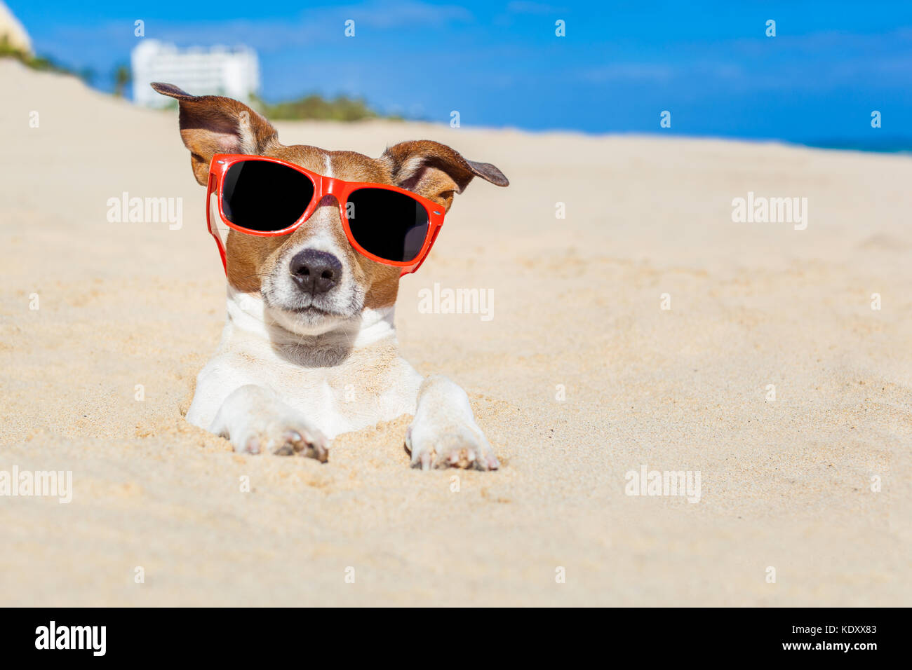 Jack Russell cane sepolto nella sabbia in spiaggia su Vacanze estive Vacanze , indossando occhiali da sole rosso Foto Stock