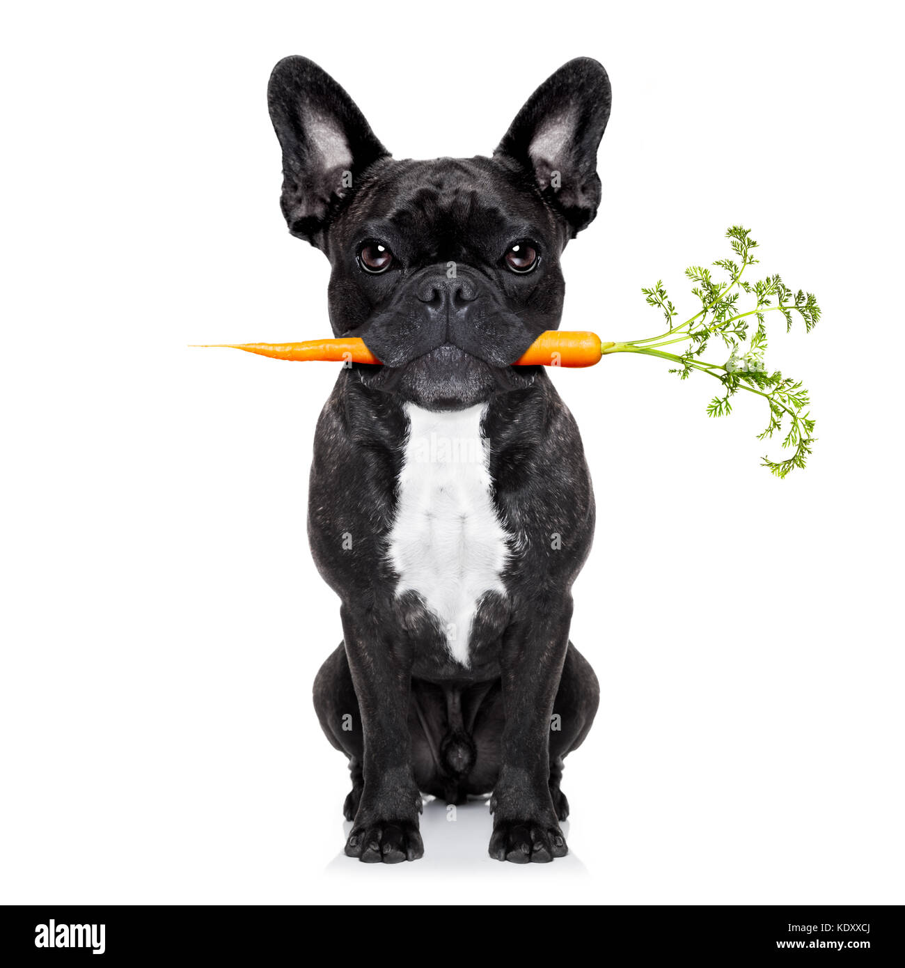 Cibo sano mangiare bulldog francese con piatti Vegan o vegetariano carota  in bocca, isolati su sfondo bianco Foto stock - Alamy