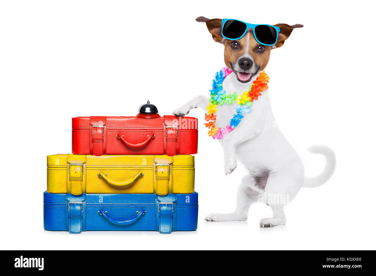 Jack Russell cane check-in in hotel con un sacco di bagagli e bagagli e una valigia per vacanze estate vacanze, indossando occhiali da sole e una catena di fiori Foto Stock