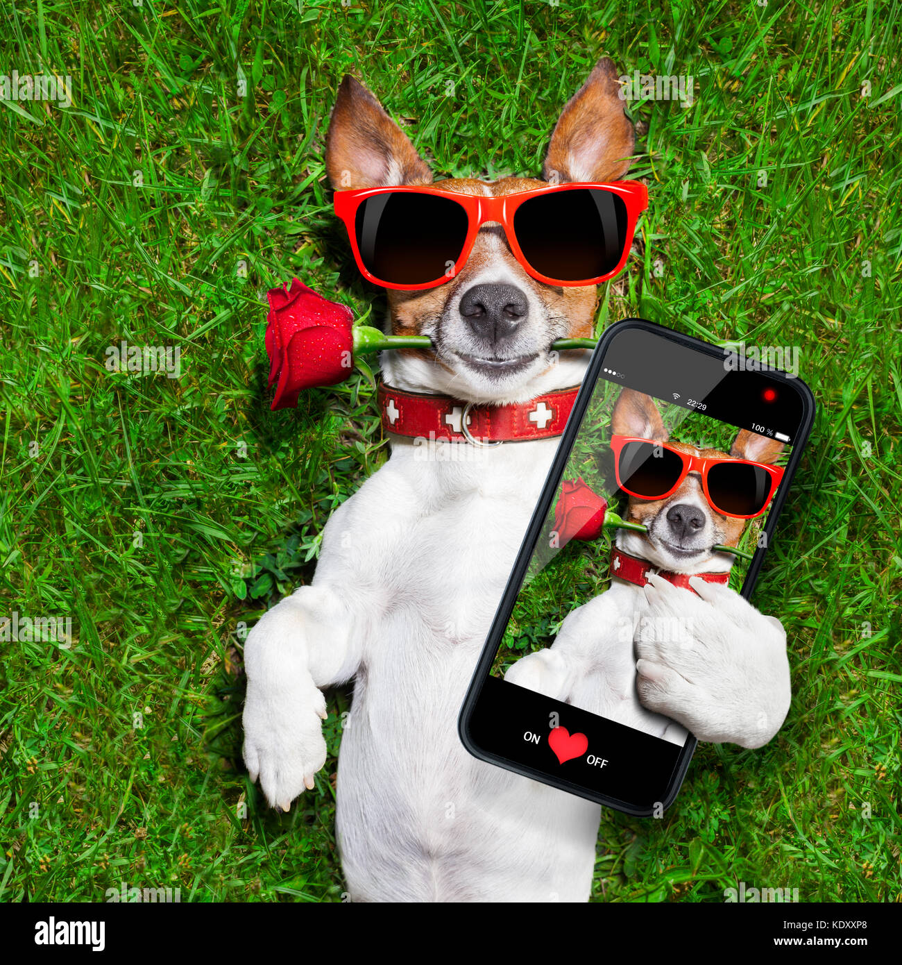 Service comm -Utenti Cane-con-una-rosa-rossa-nella-sua-bocca-prendendo-un-selfie-kdxxp8