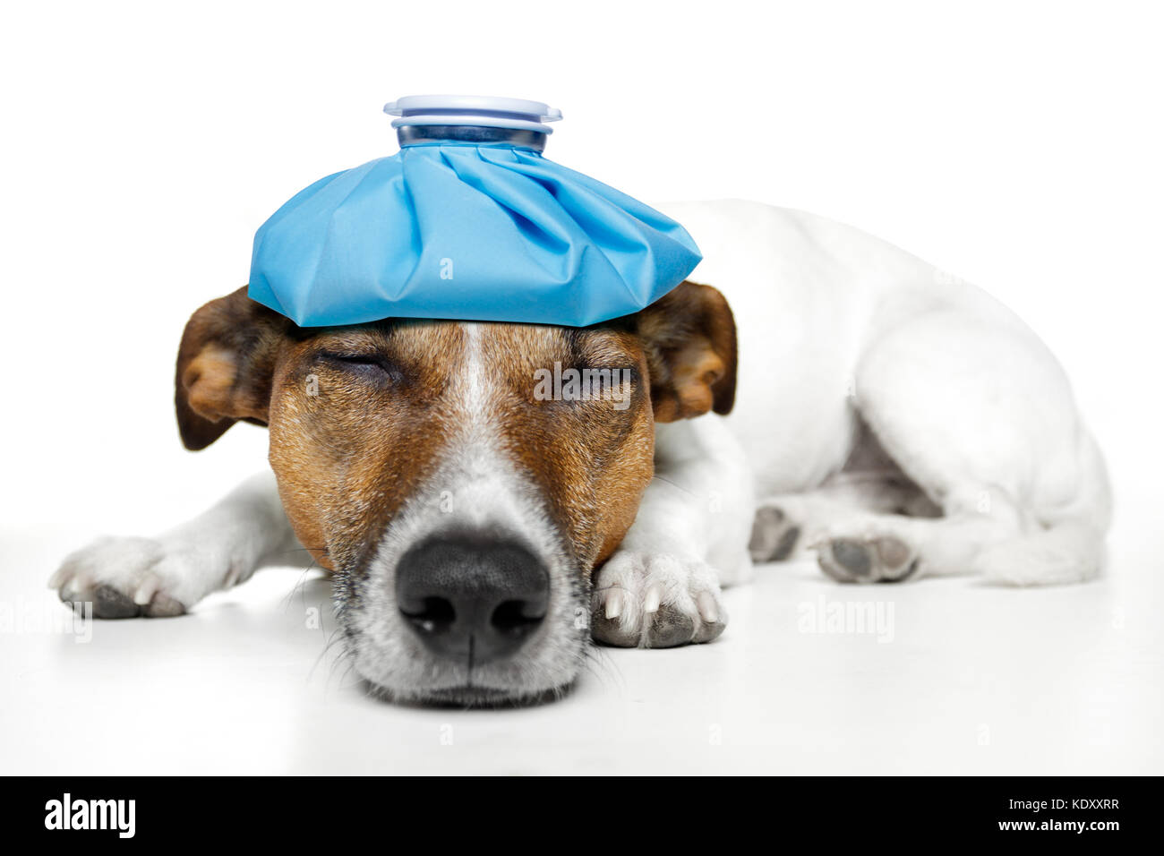 Cane malato febbre dolore Foto Stock