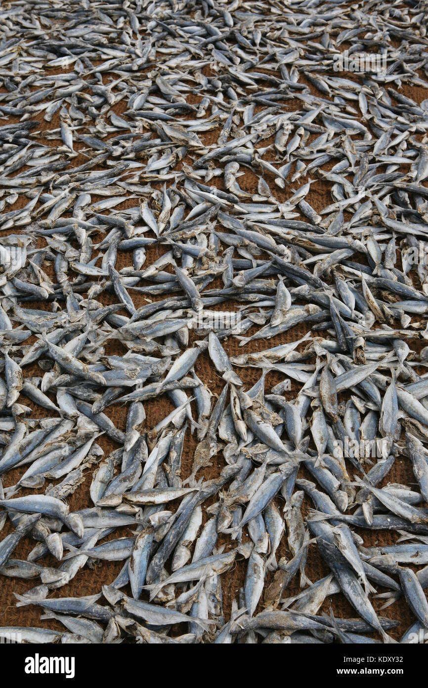 Getrockneter Fisch auf Netzen am Strand a Negombo - pesce secco sulle reti alla spiaggia dello Sri Lanka Foto Stock