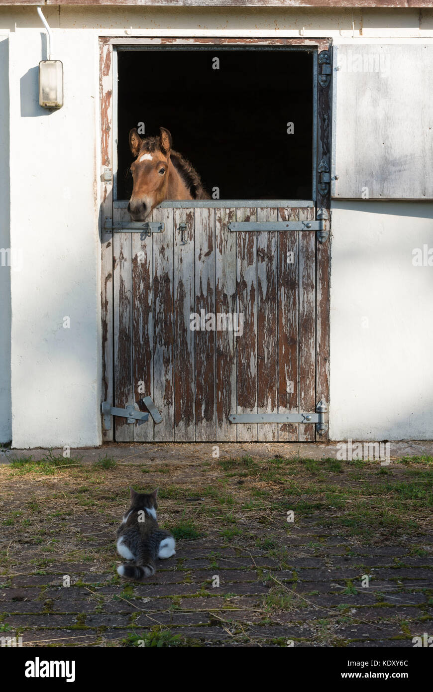 Un lusitano Foal dietro una porta a metà nella sua scuderia e un Gray e White Tabby Cat all'esterno si guardano a vicenda Foto Stock