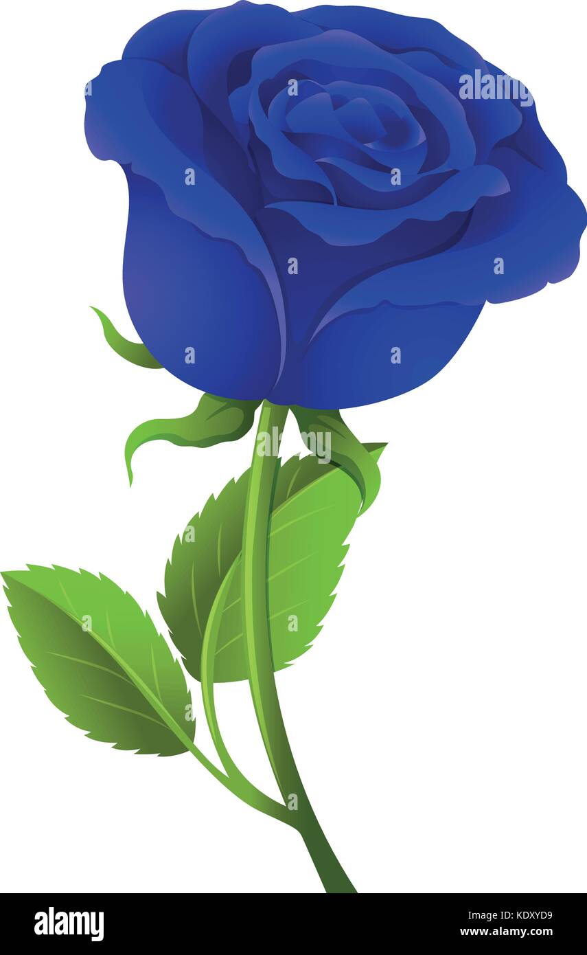 Rosa blu sul gambo verde illustrazione Immagine e Vettoriale - Alamy