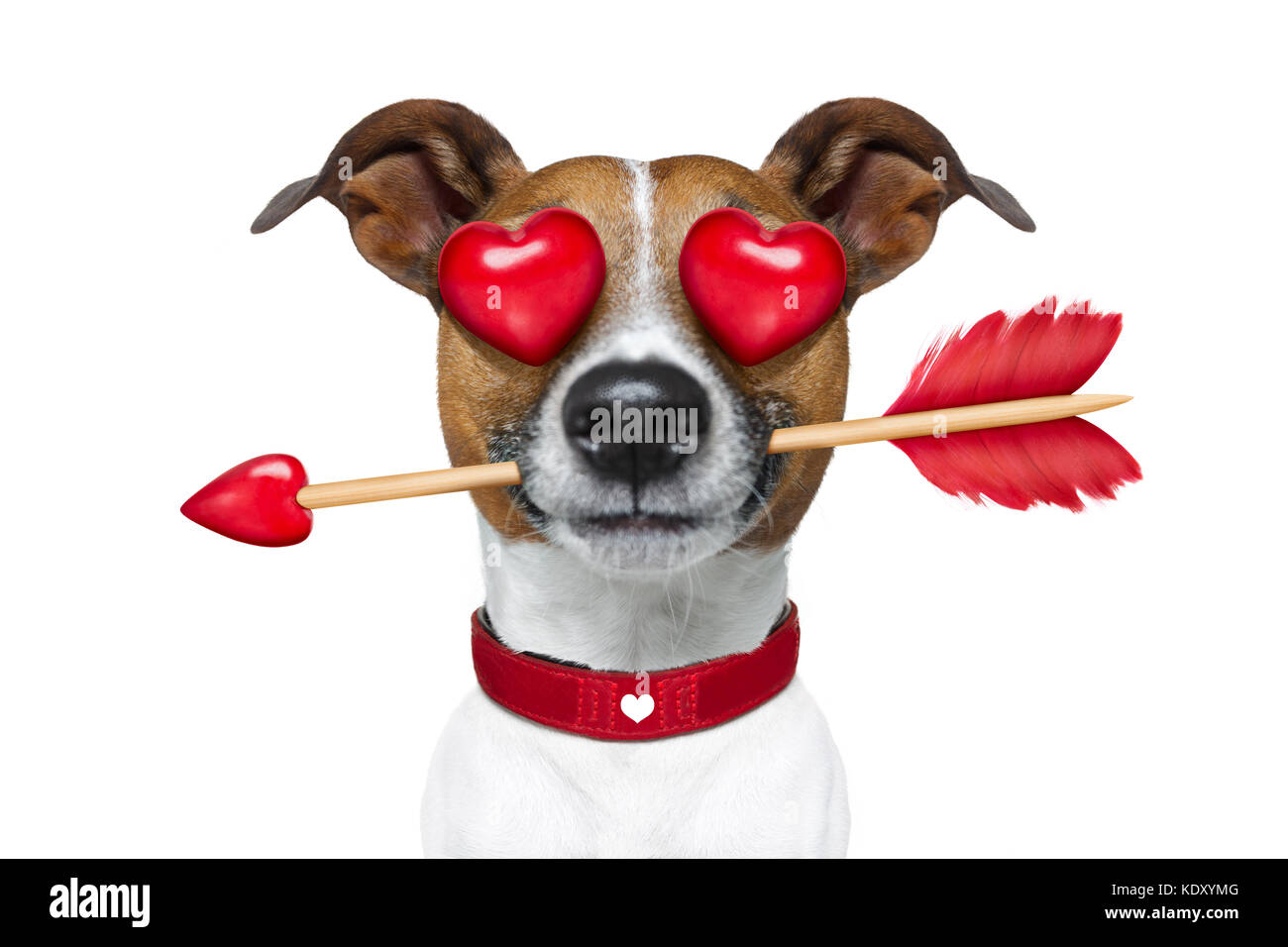 Jack Russell Terrier emoticon o gli Emoji cane divertente e stupido pazzo nell'amore con cuore sugli occhi ,freccia in bocca, isolati su sfondo bianco, per valenti Foto Stock