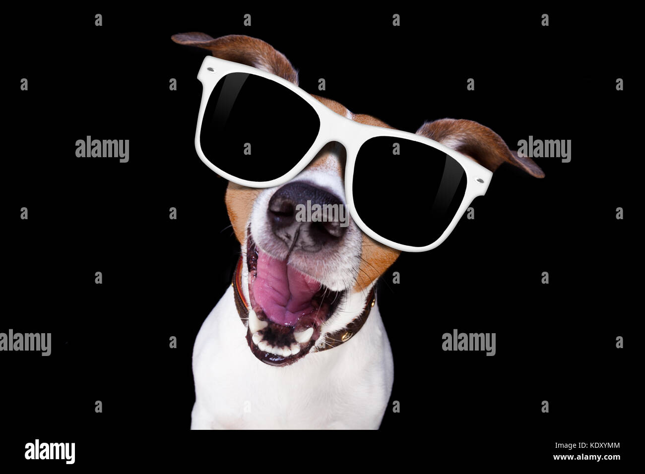 Jack Russell Terrier cane isolato su sfondo nero ti guarda con occhiali da  sole , guardando molto intelligente e fresco Foto stock - Alamy