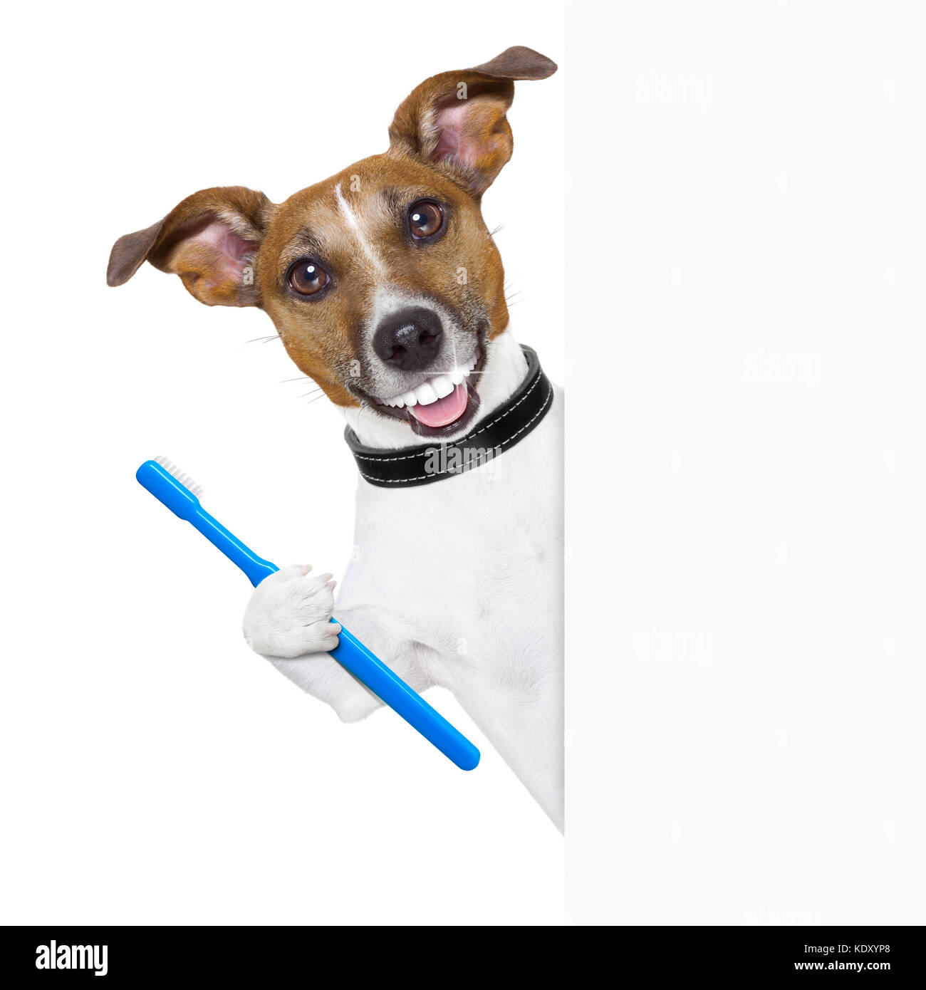 Cane con grandi denti bianchi con uno spazzolino da denti dietro la targhetta di intestazione Foto Stock