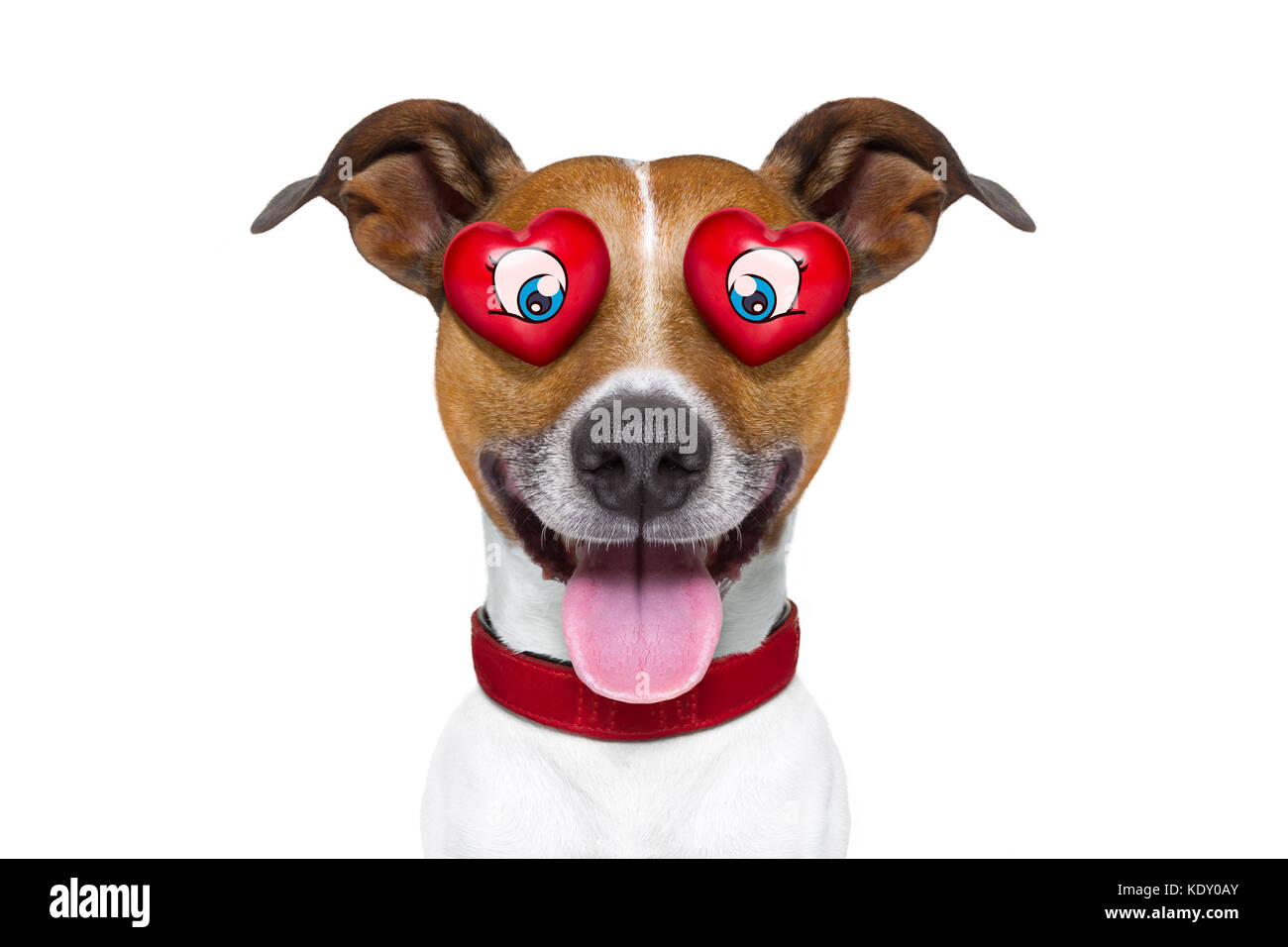 Jack Russell Terrier emoticon o gli Emoji cane divertente e stupido pazzo nell'amore con cuore sugli occhi , spuntavano lingua, isolati su sfondo bianco, f Foto Stock