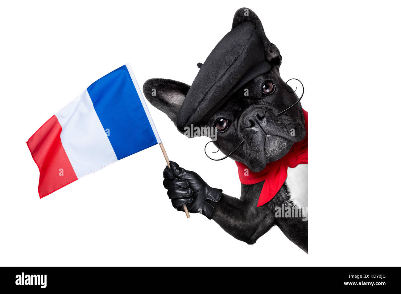 Bulldog francese dietro un bianco e la pagina di intestazione vuota sventola bandiera di frnace Foto Stock