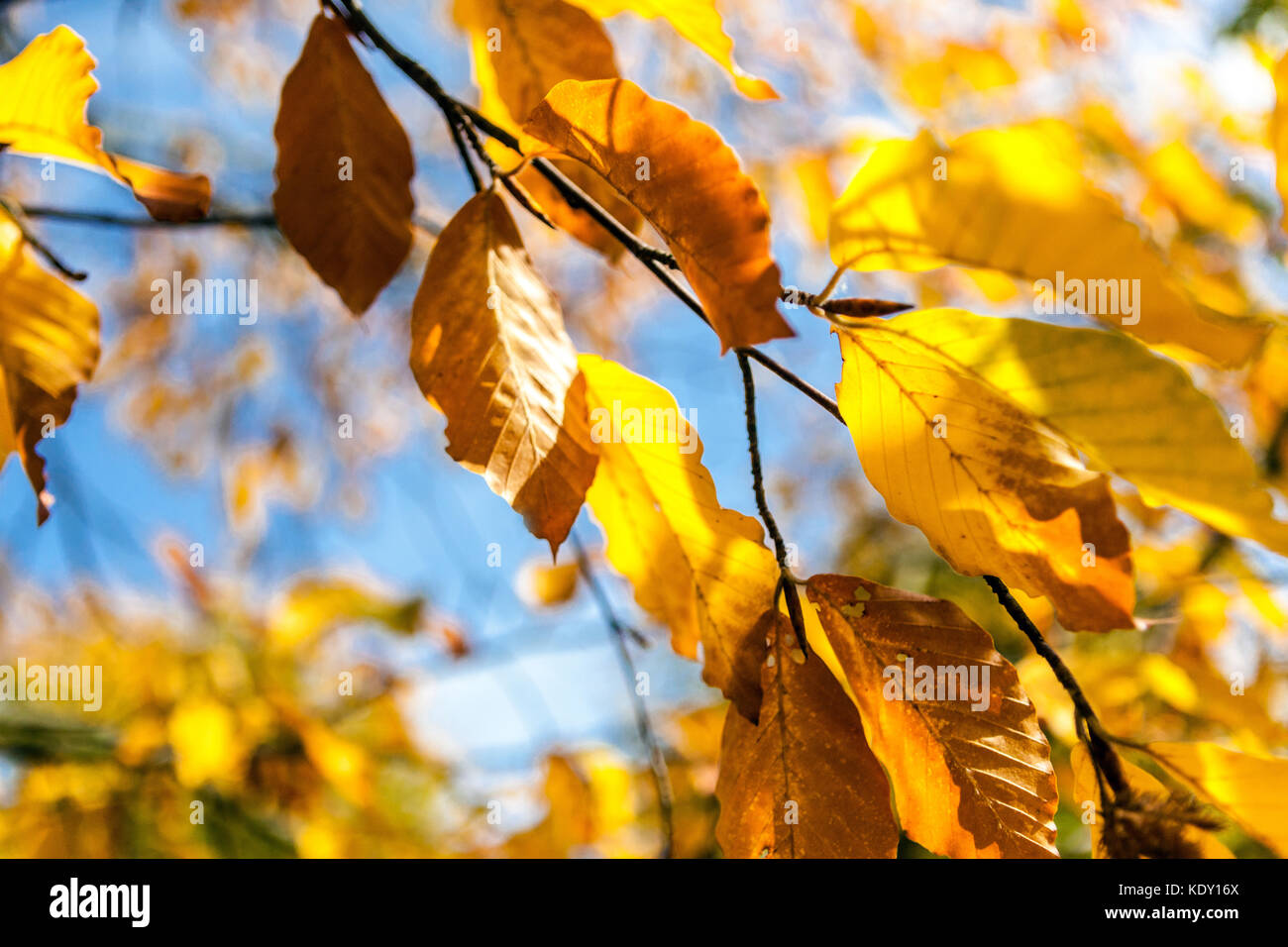 Giapponese Blue Beech albero, Fagus japonica, autunno fogliame foglie luce del sole tempo stagione Faggio autunno Foto Stock