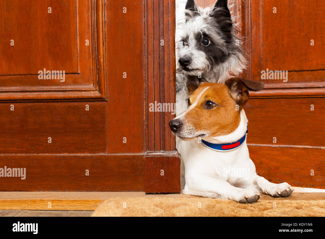 Coppia di cani guardando e cercando , alla porta a casa , sullo zerbino Foto Stock