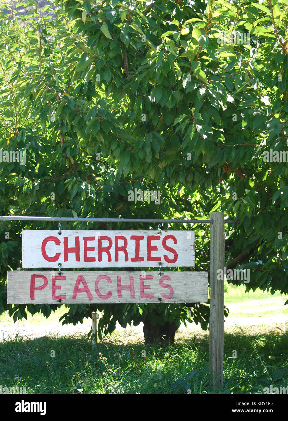 Frutteto segni - ciliegie e pesche in stato di Washington orientale, STATI UNITI D'AMERICA Foto Stock