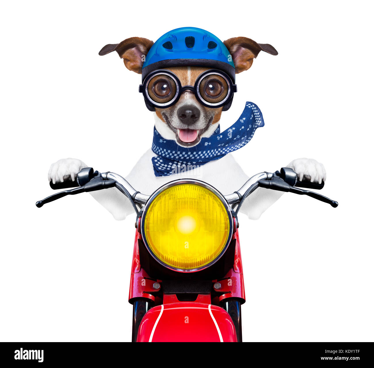 Crazy sciocco cane in moto con il casco e occhiali , tenendo una cialda di  gelato alla vaniglia il cono isolato su sfondo bianco Foto stock - Alamy