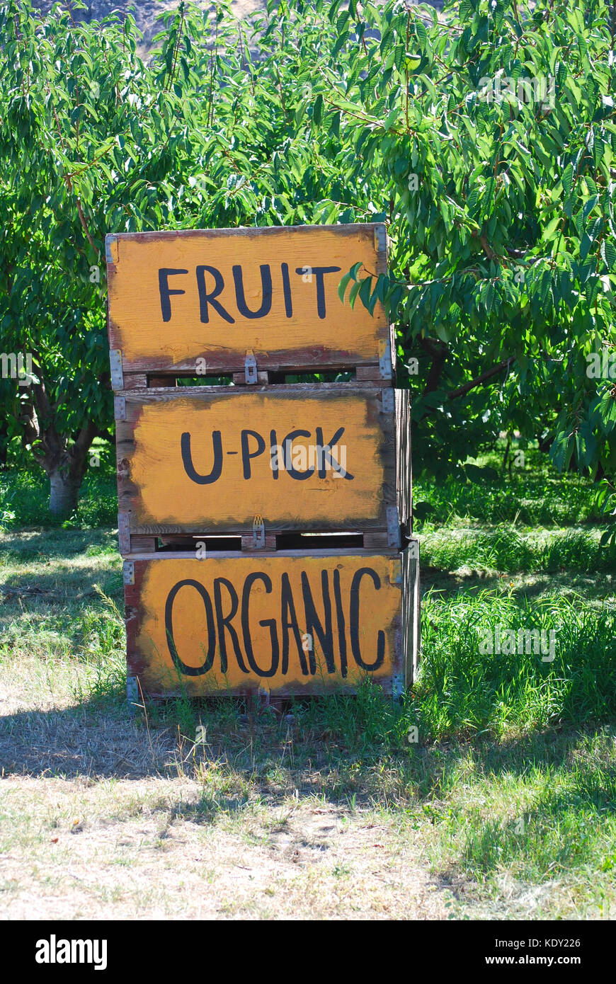 U scegliere i frutteti segni - Stato di Washington orientale, STATI UNITI D'AMERICA Foto Stock