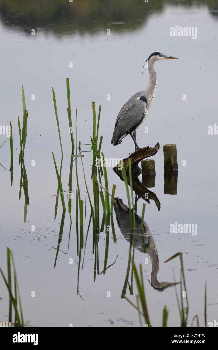 Io e la mia ombra. Il pescatore silenzioso; Grey Heron, Ardea cinerea, preso a Leighton Moss RSPB Reserve; Lancashire UK Foto Stock