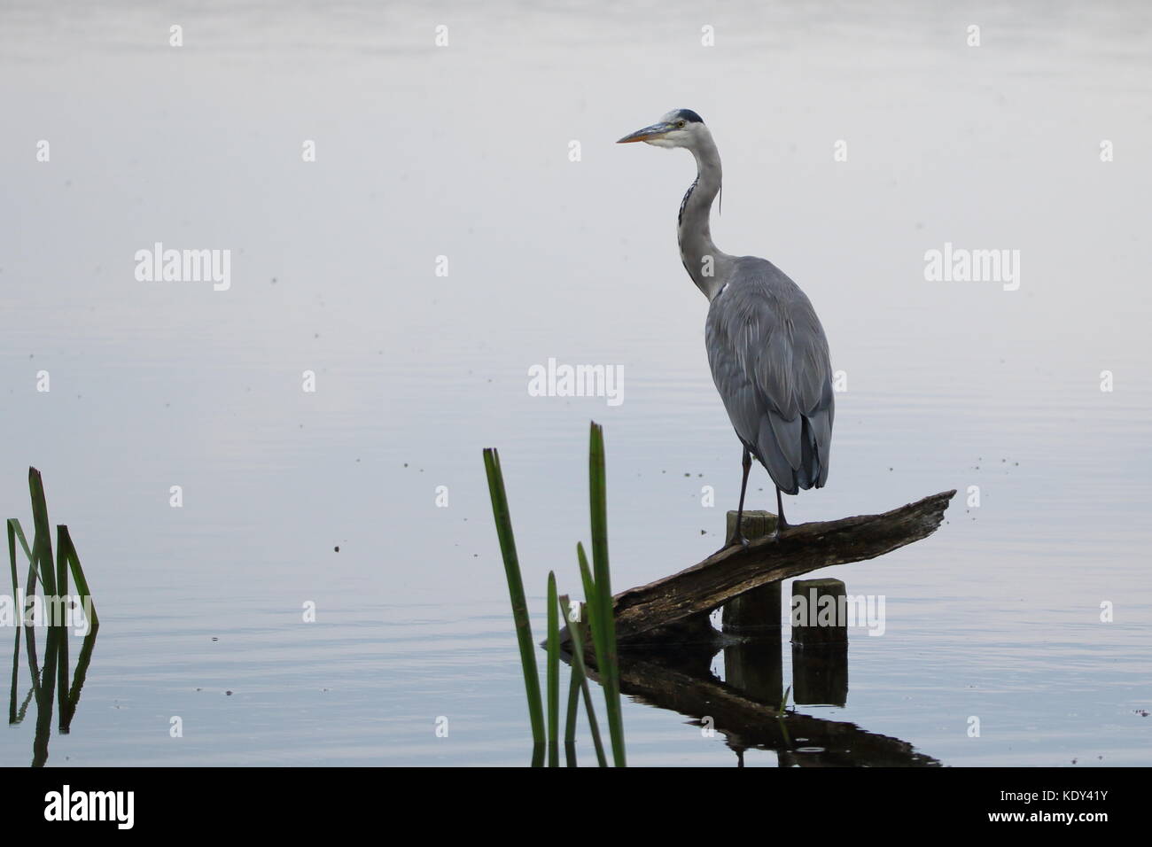 La silenziosa pescatore; airone cenerino, Ardea cinerea, prese a Leighton Moss RSPB riserva; LANCASHIRE REGNO UNITO Foto Stock