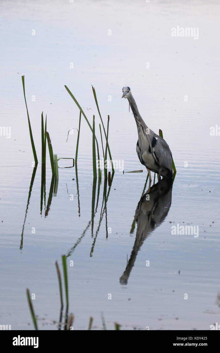 La silenziosa pescatore; airone cenerino, Ardea cinerea, prese a Leighton Moss RSPB riserva; LANCASHIRE REGNO UNITO Foto Stock