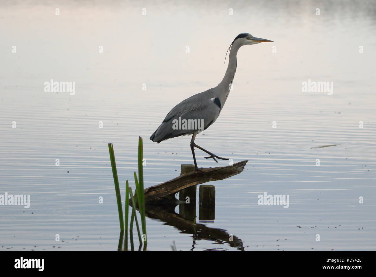 La silenziosa pescatore; airone cenerino, Ardea cinerea, prese a Leighton Moss RSPB riserva; LANCASHIRE REGNO UNITO Foto Stock