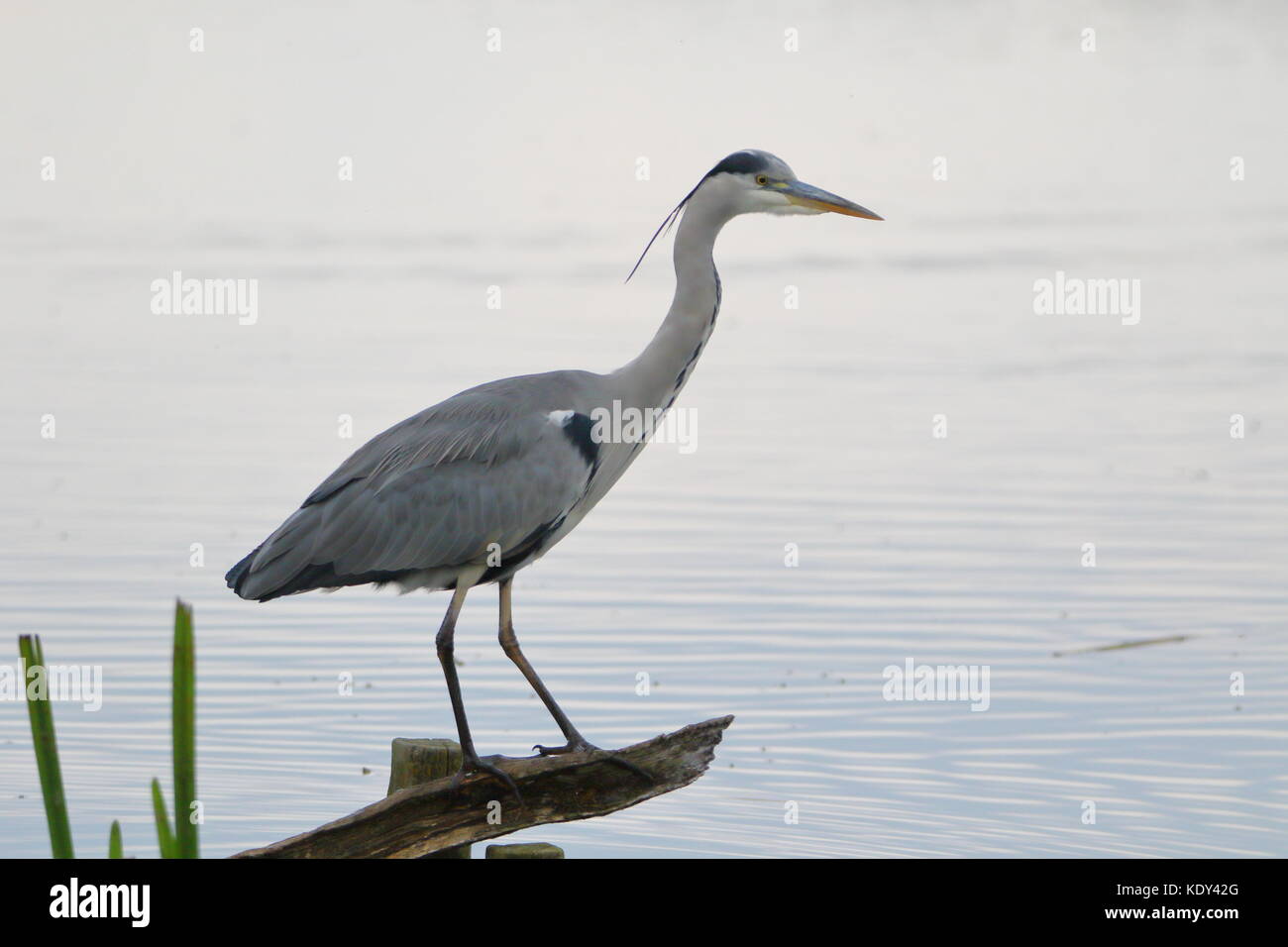 La silenziosa pescatore; airone cenerino, Ardea cinerea, prese a Leighton Moss RSPB riserva; LANCASHIRE REGNO UNITO Foto Stock
