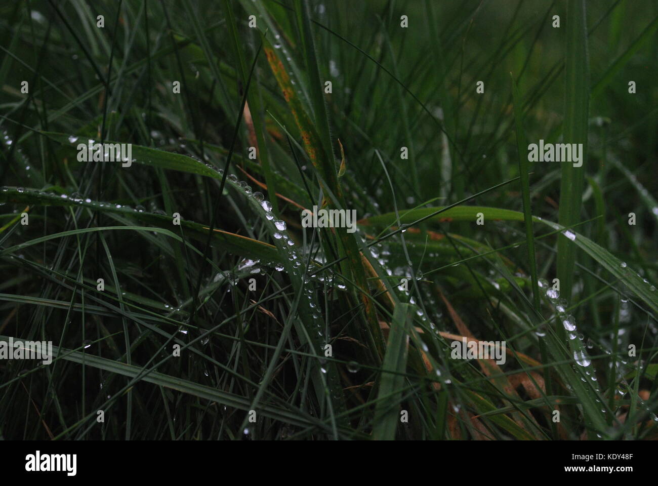 Rugiada sull'erba al mattino presto. Foto Stock
