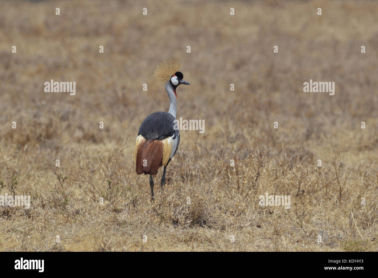 Gray Crowned Crane [Balearica regulorum] da dietro a terra nella zona di conservazione di Ngorongoro Tanzania Foto Stock