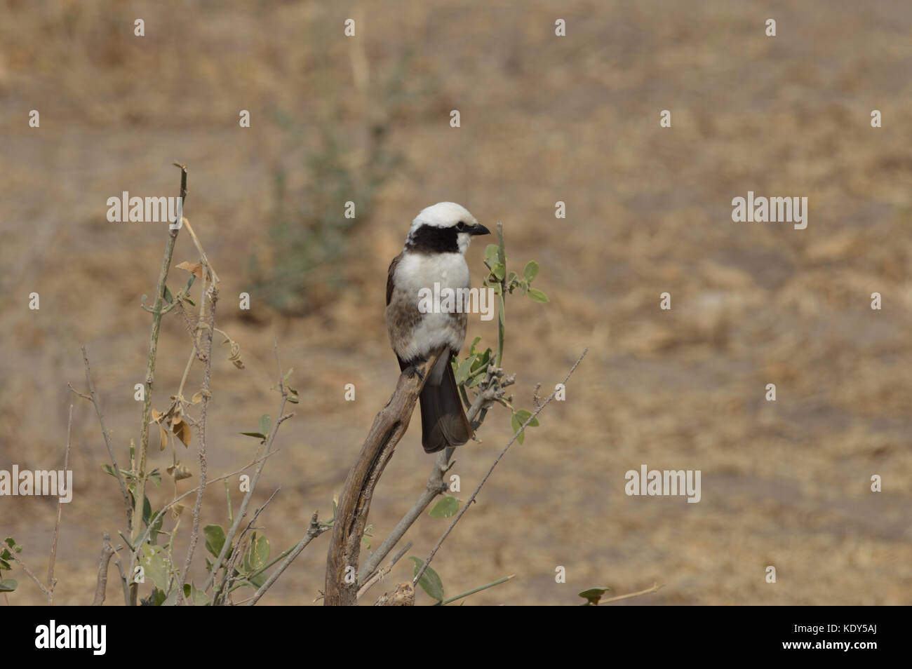 Lo Shrike (Eurocephalus rueppelli), incoronato bianco settentrionale, è arroccato sul ramo del Parco Nazionale di Tarangire, Tanzania Foto Stock