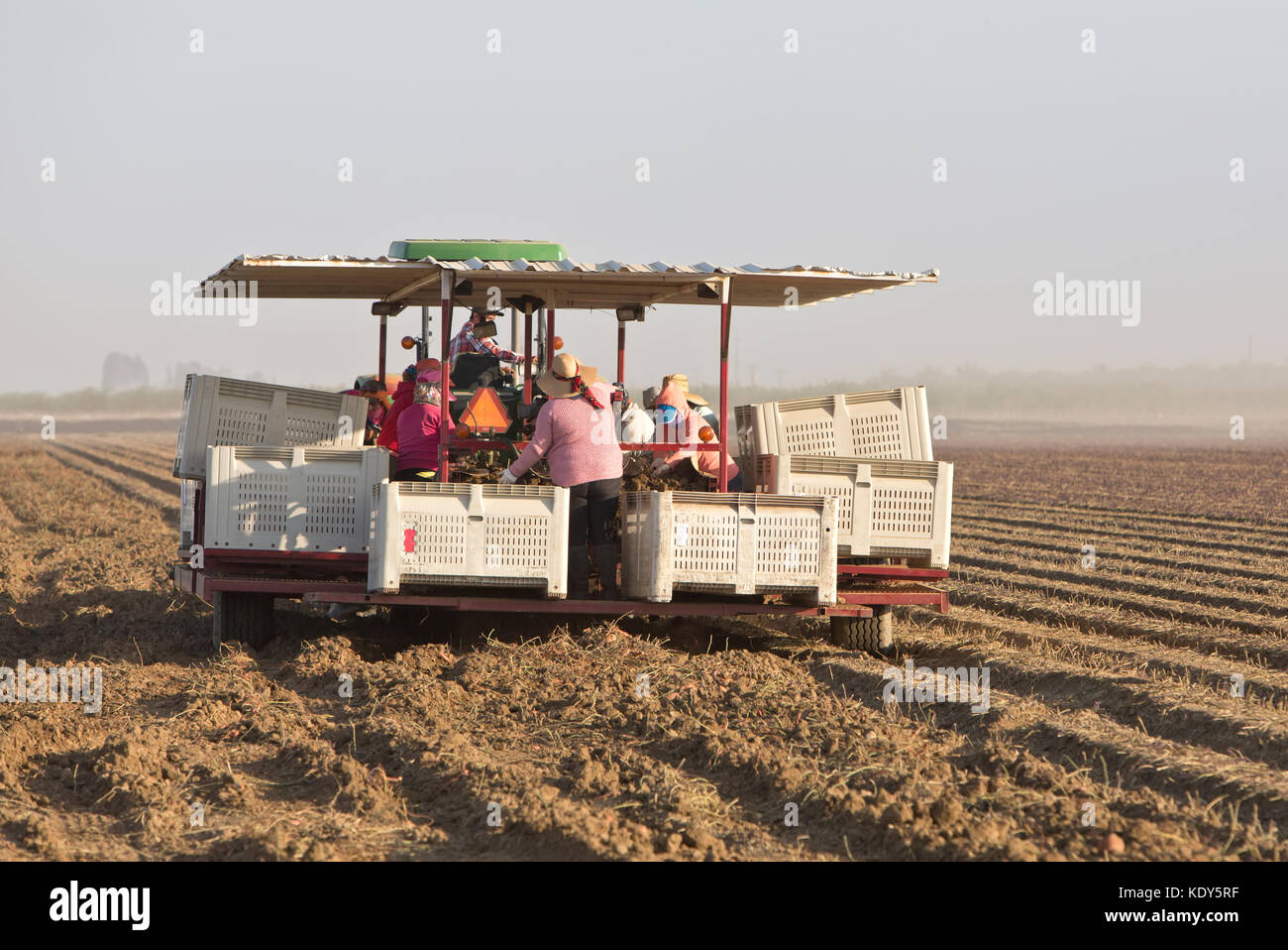 Harvester il trasporto di lavoratori "sollevamento Kamote' cultivar di patate dolci "Ipomoea batatas', filippino a base di erbe medicinali vegetali, trattore John Deere. Foto Stock