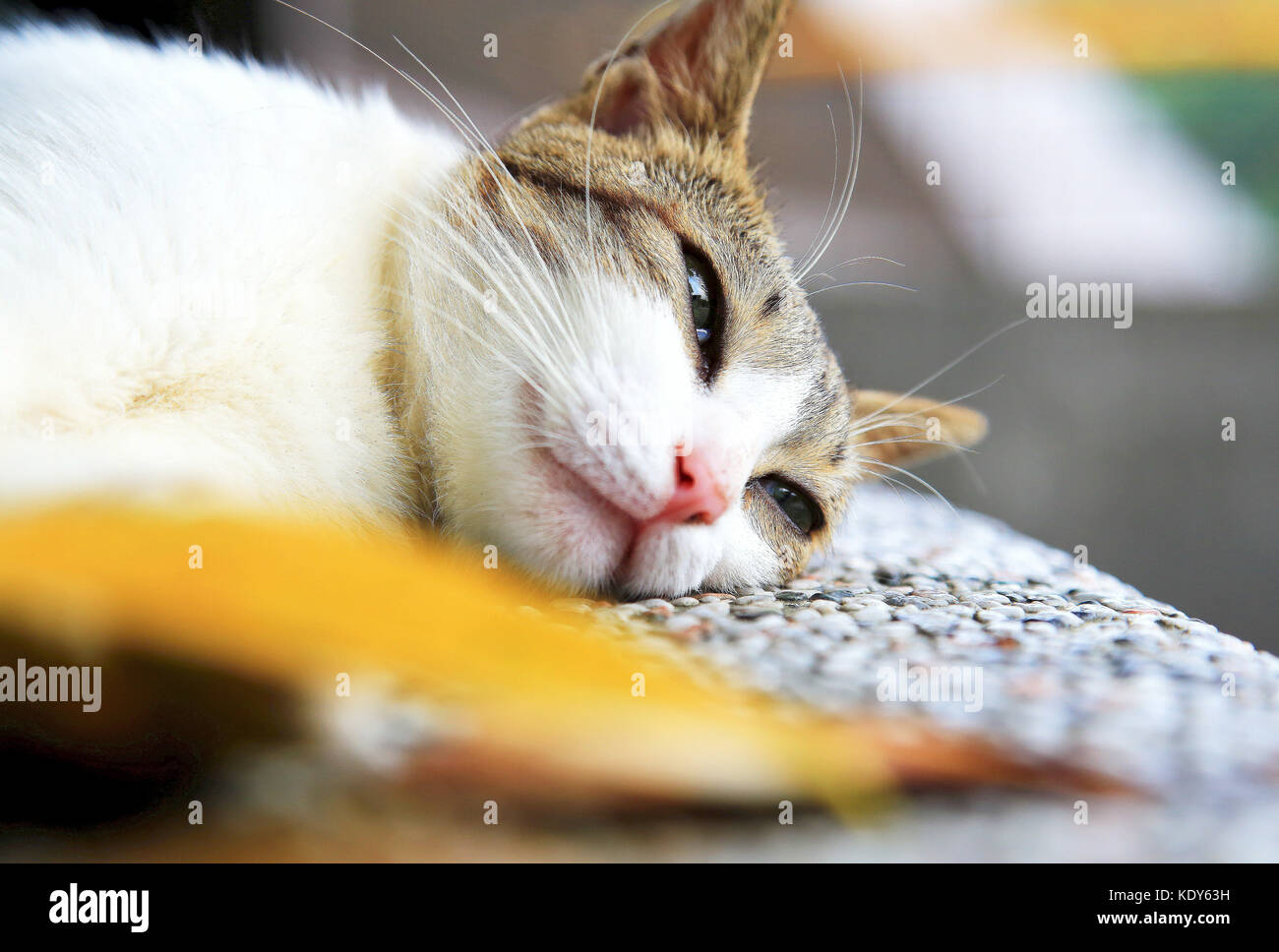 Tutti i gatti Foto Stock