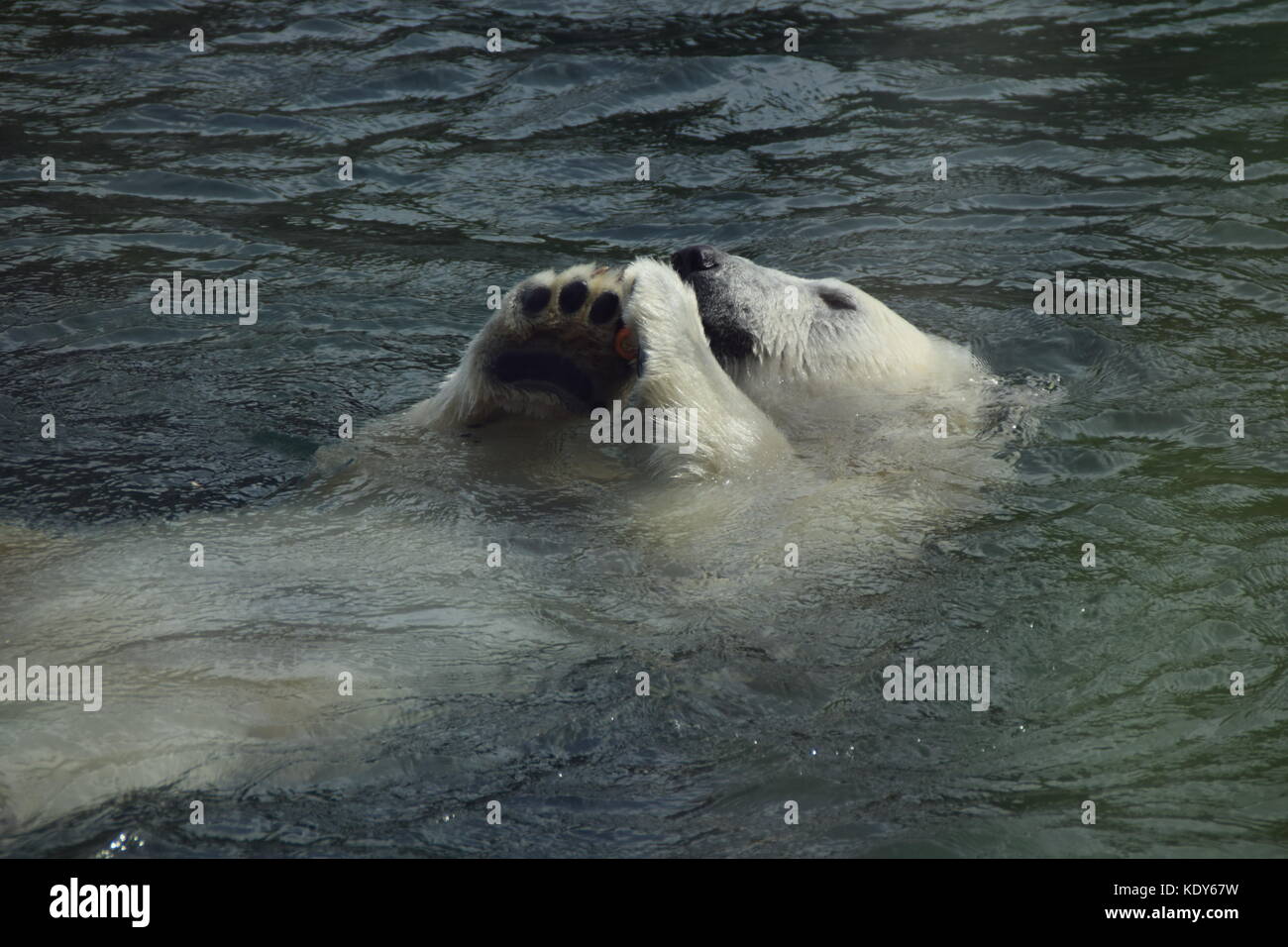 Orso polare nuoto - bear nel lago - close up orso bianco Foto Stock