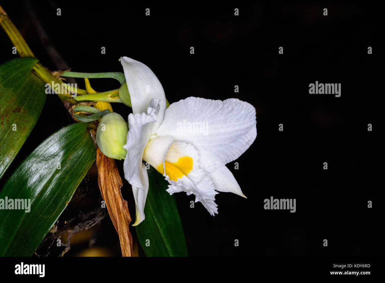 Dendrobium infundibulum lindl. epiphytic orchid orchid nell'habitat. Foto Stock
