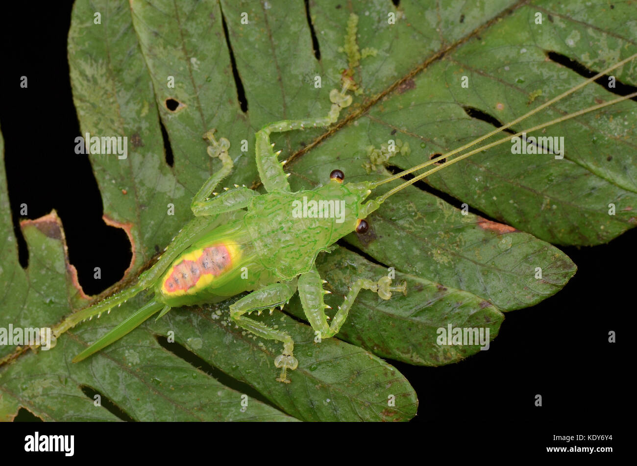 Bella ninfa katydid sulla foglia verde Foto Stock