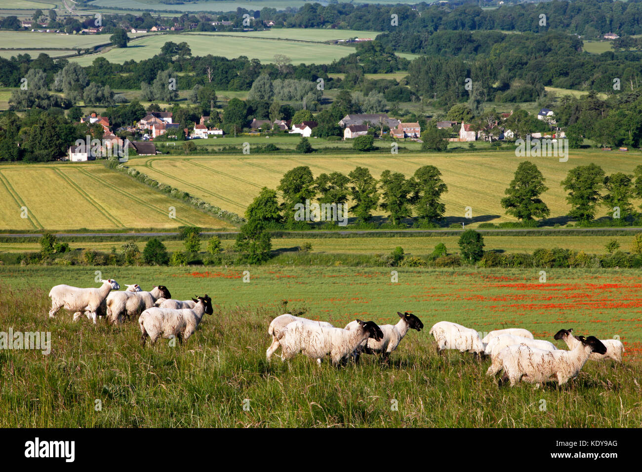 Pecore al pascolo su Scratchbury Hill, vicino Warminster nel Wiltshire, affacciato sul villaggio di Norton Bavant. Foto Stock