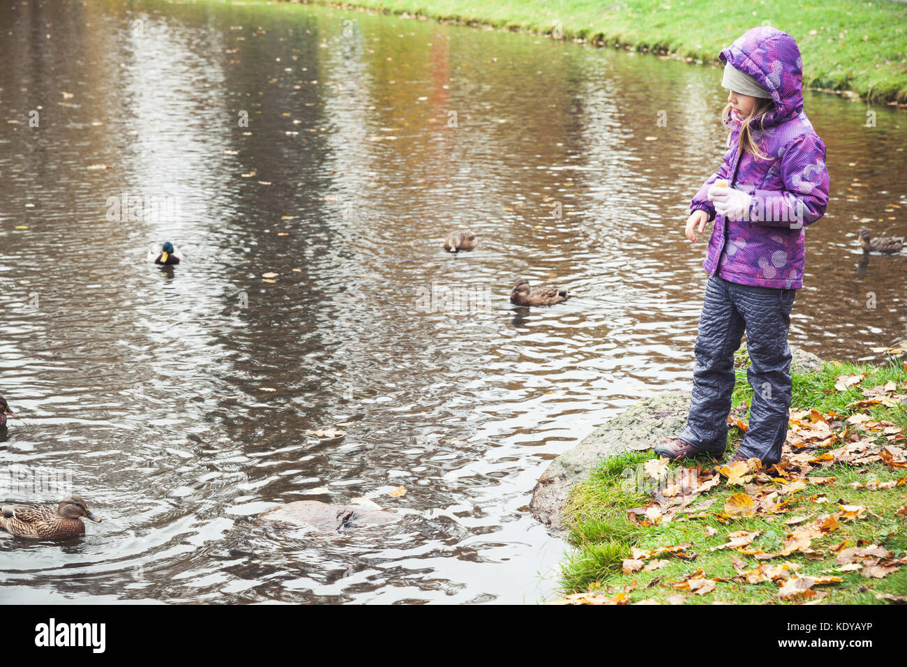 Bambina alimenta le anatre sul lago in autunno park Foto Stock