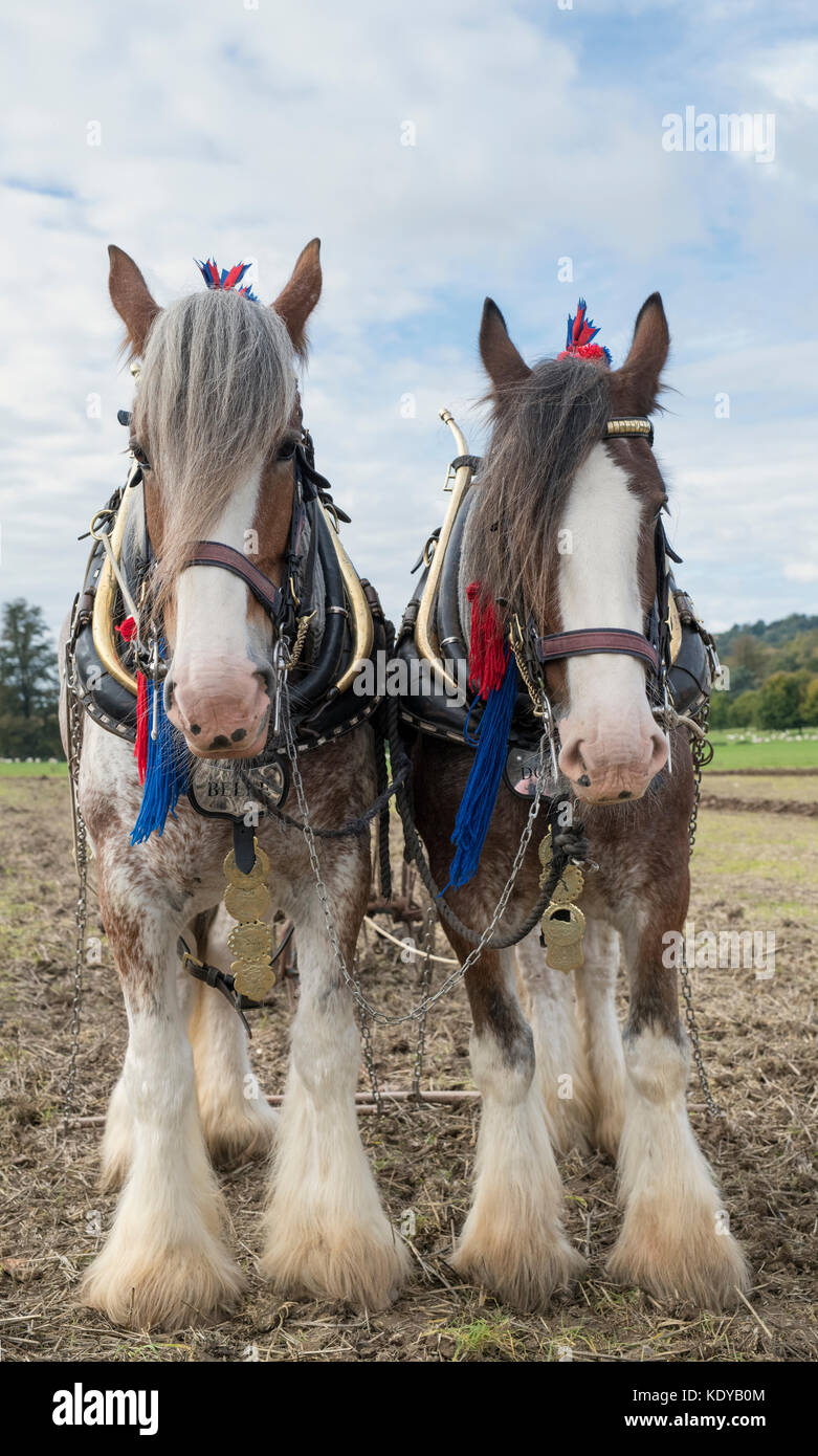 Clydesdale cavalli pesanti a Weald and Downland Open Air Museum, Campagna autunno mostra, Sussex, Inghilterra Foto Stock