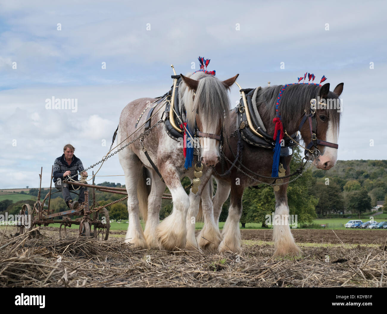 Clydesdale cavalli pesanti a Weald and Downland Open Air Museum, Campagna autunno mostra, Sussex, Inghilterra Foto Stock